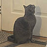 animal, cat, collar, cozy, curiosity, curious, domestic_animal, door, feline, floor, fur, gray_cat, home, indoor, looking_up, pet, quiet, rug, shadow, sitting