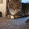 Gammie Wallace is registered to the contest to win money with this photo: animal, bell, cat, cat_tree, close_up, collar, cozy, feline, fur, gray, household, indoor, mammal, pet, portrait, relaxed, tabby, whiskers, white_paw, yellow_eyes