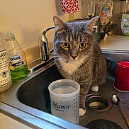 Gammie Wallace joined the competition — help win amazing prizes! blender, cat, close_up, countertop, curious, dish_soap, domestic, faucet, gray_cat, household, indoor, kitchen, measuring_cup, pet, red_cup, sink, spoon, tabby, water, white_paws