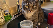 Gammie Wallace joined the competition — help win amazing prizes! blender, cat, close_up, countertop, curious, dish_soap, domestic, faucet, gray_cat, household, indoor, kitchen, measuring_cup, pet, red_cup, sink, spoon, tabby, water, white_paws