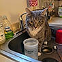 cat, gray_cat, tabby, sink, kitchen, measuring_cup, water, dish_soap, faucet, countertop, blender, red_cup, spoon, domestic, curious, pet, indoor, white_paws, close_up, household
