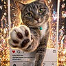cat, closeup, collar, crystals, cute, dreamy, feline, green_eyes, instagram_frame, lights, paw, pet, photography, playful, portrait, social_media, sparkle, tabby, whiskers, wooden_surface