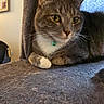 Gammie Wallace joined the competition — help win amazing prizes! animal, cat, cat_tree, close_up, collar, cute, domestic_animal, feline, fur, furniture, home, indoor, looking_away, paw, pet, portrait, relaxed, resting, tabby, whiskers