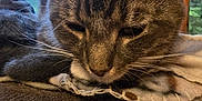 Gammie Wallace is registered to the contest to win money with this photo: abyssinian, animal, blackcat, blanket, cat, chair, couch, egyptiancat, furniture, hardwood, homedecor, kitten, linen, manx, person, pet, siamese, sleeping, towel, wood