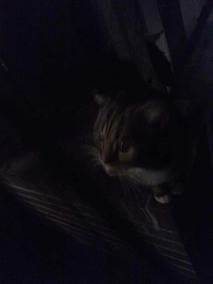 Moumou
