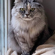 Twiny participe au concours pour gagner de l'argent avec cette photo : animal, blanket, calm, cat, cozy, cute, domestic, eyes, feline, fluffy, fur, gray, indoor, pet, portrait, resting, sitting, soft, whiskers, window