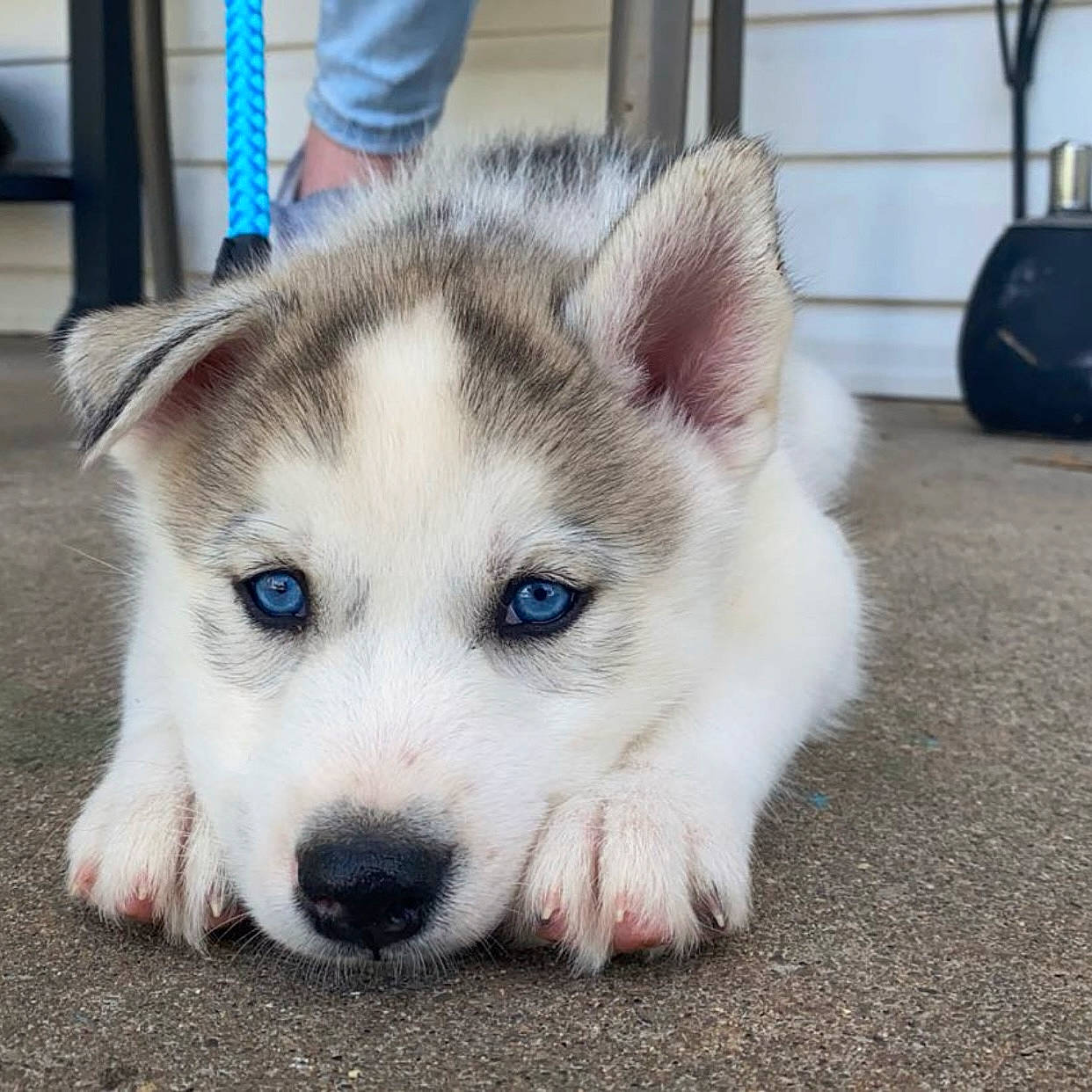 Coop is registered to the contest to win money with this photo: ancient_dog_breeds, canidae, canis, carnivore, companion_dog, dog, dog_breed, fawn, fur, luggage_and_bags, non_sporting_group, pet_supply, siberian_husky, sled_dog, sporting_group, terrestrial_animal, whiskers, working_animal, working_dog