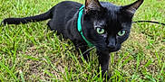 Jedi And Ember joined the competition — help win amazing prizes! alert, animal, black_cat, cat_harness, close_up, curious, daylight, domestic_cat, exploring, feline, grass, green_eyes, greenery, mammal, nature, outdoor, pet, tail, walking, whiskers