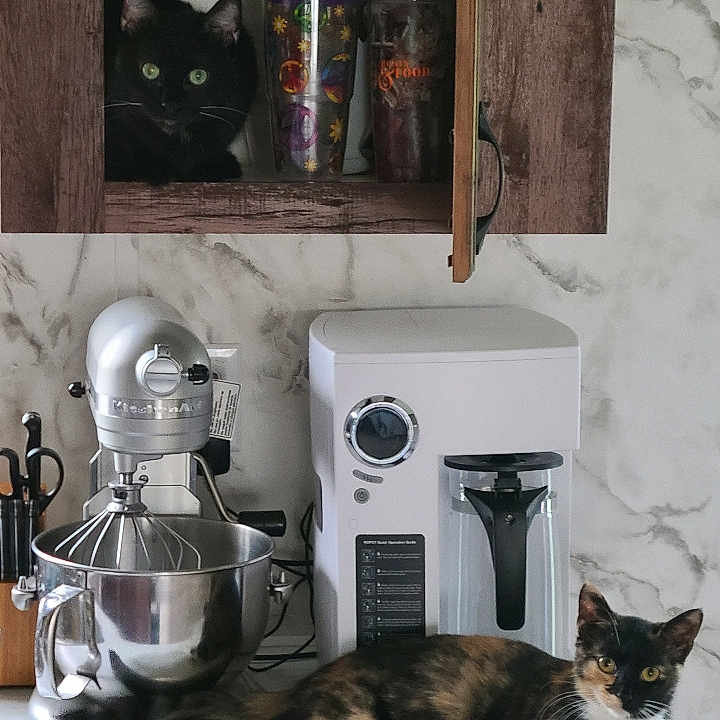 Jedi And Ember joined the competition — help win amazing prizes! appliances, black_cat, cabinet, calico_cat, cat, coffee_machine, countertop, curious, domestic_animal, feline, glass_cups, household, indoor, kitchen, marble_wall, mixer, modern_kitchen, pet, relaxed, wooden_cabinet