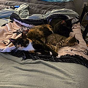 Jedi And Ember is registered to the contest to win money with this photo: animal, bed, black_cat, blanket, calico_cat, cat, cozy, cute, domestic_animal, feline, fur, indoor, mammal, pet, pile, relaxing, resting, sleeping, soft, tabby_cat