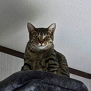 Melody is registered to the contest to win money with this photo: animal, brown_fur, cat, cat_tree, closeup, cozy, cushion, ears, feline, green_eyes, home, indoor, pet, portrait, sitting, staring, striped_fur, tabby_cat, wall, whiskers