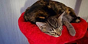 Melody joined the competition — help win amazing prizes! cat, kitten, sleeping, feline, pet, animal, cozy, red_cat_perch, fur, indoor, resting, cute, two_cats, tabby, calico, paw, whiskers, soft, nap, domestic_animal