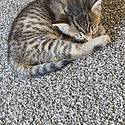 Melody joined the competition — help win amazing prizes! kitten, cat, sleeping, tabby, fur, pet, animal, cozy, carpet, curled_up, cute, small, domestic_cat, rest, whiskers, paw, feline, home, napping, soft