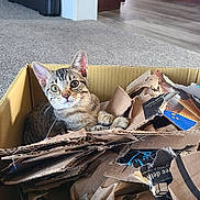 Melody is registered to the contest to win money with this photo: box, cardboard, cardboard_box, carpet, cat, cozy, curious, ears, eyes, furniture, home, indoor, kitten, living_room, packaging, pet, playful, tabby_cat, torn_cardboard, whiskers