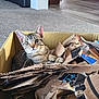 box, cardboard, cardboard_box, carpet, cat, cozy, curious, ears, eyes, furniture, home, indoor, kitten, living_room, packaging, pet, playful, tabby_cat, torn_cardboard, whiskers