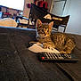 Melody joined the competition — help win amazing prizes! kitten, cat, tabby, remote_control, blanket, indoor, furniture, chair, pet, animal, cute, young, claw, paw, striped, home, living_room, curious, resting, domestic_animal