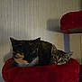 Melody joined the competition — help win amazing prizes! cat, cats, kitten, tabby, calico, pet, animal, feline, cozy, resting, indoor, red_cat_tree, plush, fur, ears, whiskers, curious, cute, two_animals, home
