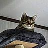 Melody is registered to the contest to win money with this photo: animal, cat, cat_tree, close_up, ears, feline, funny, green_eyes, home, indoor, looking_at_camera, pet, platform, portrait, scratching_post, serious_expression, striped_fur, tabby, wall, whiskers