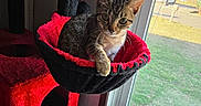 Melody is registered to the contest to win money with this photo: backyard, cat, cat_tree, cozy, curiosity, ears, feline, furniture, hammock, home, indoor, kitten, looking_at_camera, mesh_screen, paws, pet, sunlight, tabby_cat, whiskers, window