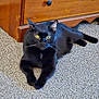 animal, black_cat, carpet, cat, close_up, curious, domestic_cat, ears, feline, fur, furniture, house_pet, indoor, laying_down, mammal, pet, relaxed, whiskers, wooden_dresser, yellow_eyes