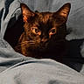 alert, animal, bed, blanket, brown_cat, cat, close_up, cozy, dramatic_lighting, ears, eyes, feline, fur, gray_fabric, indoors, pet, portrait, shadow, sleeping, whiskers