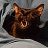  snarling, animal, bed, bedding, black_cat, blanket, brown_fur, cat, close_up, dark, dramatic, ears, fangs, feline, indoors, open_mouth, pet, portrait, teeth, whiskers