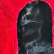 Jedi is registered to the contest to win money with this photo: animal, black_cat, cat, cat_cave, close_up, comfortable, cozy, cute, feline, fur, green_eyes, home, indoor, paw, pet, portrait, red_fabric, resting, soft, whiskers