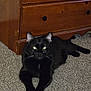 animal, black_cat, carpet, cat, companion, cute, domestic_cat, eyes_glowing, fur, furniture, household, indoor, laying_down, mammal, pet, quiet, relaxed, resting, whiskers, wooden_dresser