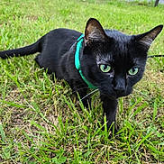 Jedi joined the competition — help win amazing prizes! black_cat, green_eyes, collar, grass, outdoor, pet, animal, feline, nature, close_up, walking, curious, whiskers, ears, tail, daylight, mammal, domestic_animal, alert, green_background