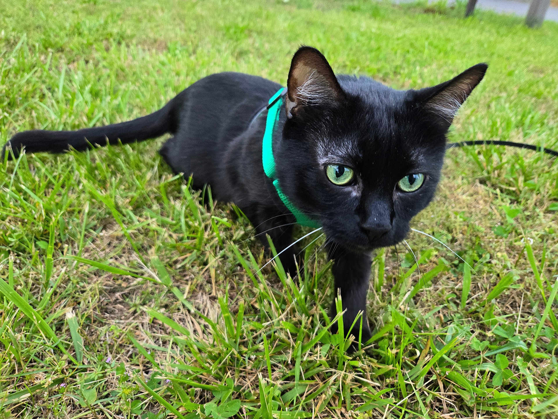 Jedi joined the competition — help win amazing prizes! black_cat, green_eyes, collar, grass, outdoor, pet, animal, feline, nature, close_up, walking, curious, whiskers, ears, tail, daylight, mammal, domestic_animal, alert, green_background