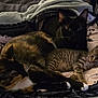 animal, bed, black_cat, blanket, calico, cat, cats, cozy, cute, feline, fur, indoor, paws, pets, relaxing, resting, sleeping, snuggling, tabby, whiskers