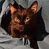 animal, black_cat, blanket, cat, close_up, cozy, dramatic_lighting, ears, fabric, feline, fur, glowing_eyes, golden_eyes, indoor, nose, portrait, relaxed, shadows, sunlight, whiskers