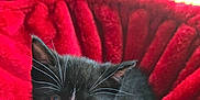 Sebastian is registered to the contest to win money with this photo: kitten, cat, black_cat, white_markings, pet_bed, red_bed, indoor, window, natural_light, cute, feline, whiskers, fur, resting, animal, domestic_cat, young_cat, cozy, soft_texture, curious