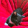 Sebastian joined the competition — help win amazing prizes! cat, kitten, sleeping, black_and_white, feline, pet, cozy, blanket, red, soft, fur, whiskers, cute, resting, indoor, closeup, animal, comfort, relaxation, nap
