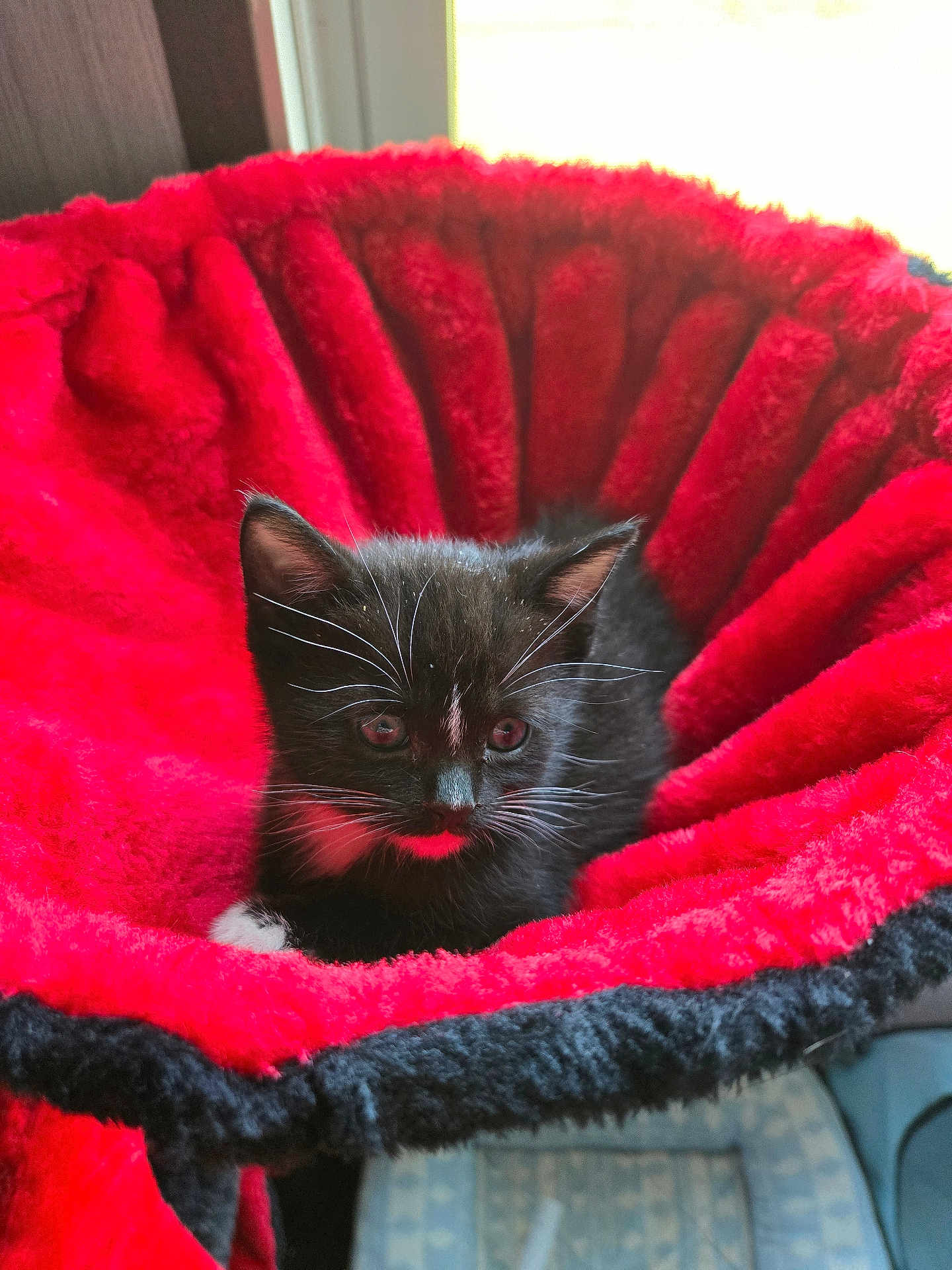 Sebastian joined the competition — help win amazing prizes! kitten, cat, black_and_white, pet_bed, plush, cozy, indoor, whiskers, cute, feline, young, resting, soft, fur, small, animal, portrait, red, black, comfort