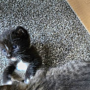Sebastian is registered to the contest to win money with this photo: kitten, cat, tabby_cat, carpet, play, feline, whiskers, black_and_white, fur, pet, animal, indoor, closeup, texture, cardboard, young, cute, small, interaction, blur