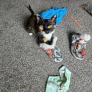 Ember is registered to the contest to win money with this photo: cat, calico, kitten, slipper, carpet, sock, plastic_bottle, blue_shirt, toy, floor_vent, indoor, pet, curious, playful, furry, small, domestic, cozy, colorful, household
