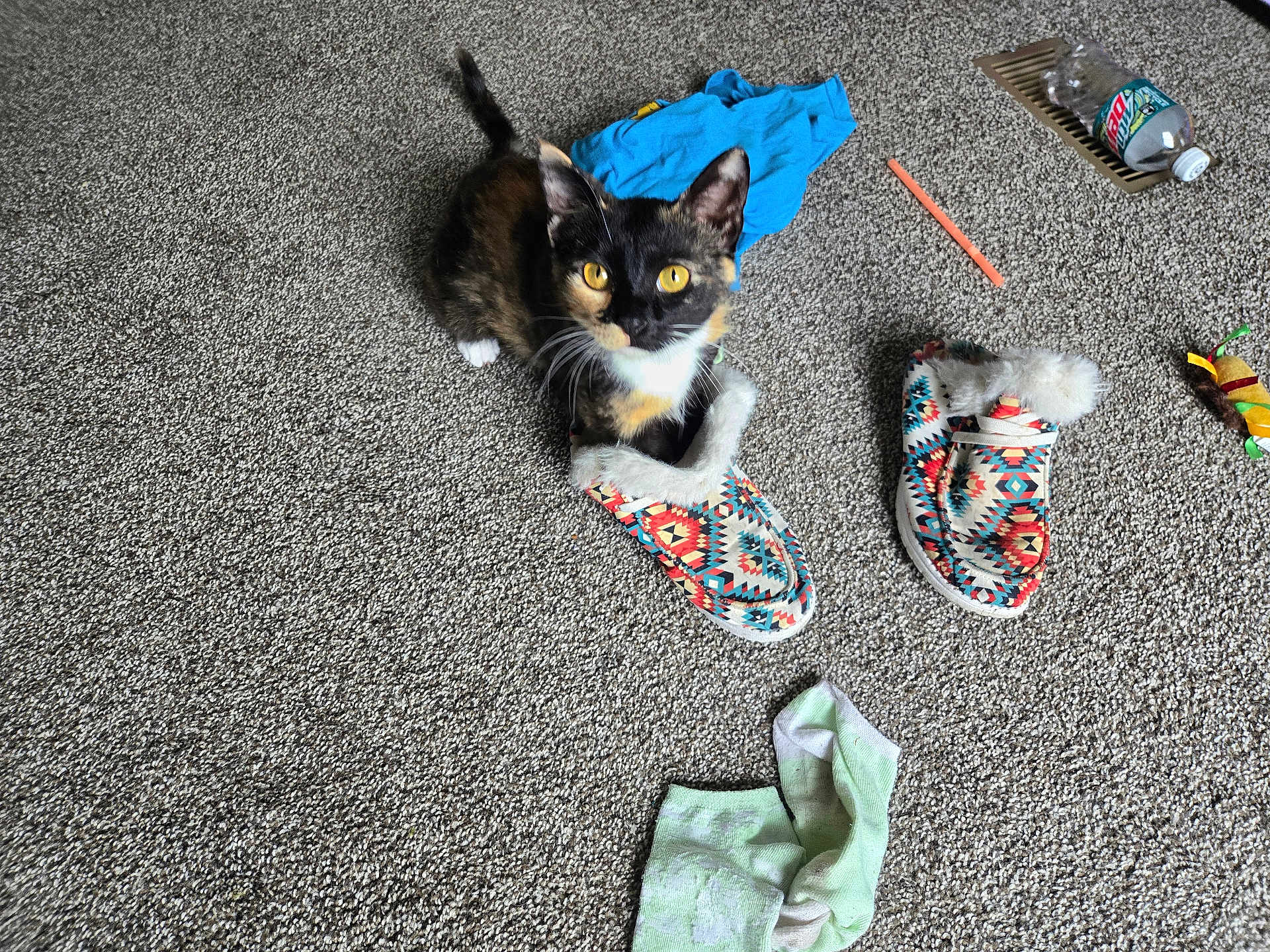 Ember is registered to the contest to win money with this photo: cat, calico, kitten, slipper, carpet, sock, plastic_bottle, blue_shirt, toy, floor_vent, indoor, pet, curious, playful, furry, small, domestic, cozy, colorful, household