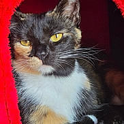 Ember joined the competition — help win amazing prizes! animal, calico_cat, cat, close_up, cozy, curious, cute, face, feline, fur, indoor, paw, pet, portrait, red_fabric, relaxed, resting, soft_texture, whiskers, yellow_eyes