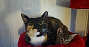 Ember is registered to the contest to win money with this photo: animal, cat, closeup, companionship, cozy, cuddle, curious, cute, feline, fur, indoor, kitten, mammal, pet, red_bed, resting, soft_texture, tabby, two_cats, whiskers