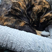 Ember joined the competition — help win amazing prizes! cat, tortoiseshell, sleeping, curled_up, pet_bed, fluffy, cozy, fur, whiskers, animal, domestic_cat, resting, cute, relaxed, soft, indoor, mammal, paw, feline, comfort