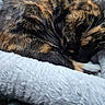 cat, tortoiseshell, sleeping, curled_up, pet_bed, fluffy, cozy, fur, whiskers, animal, domestic_cat, resting, cute, relaxed, soft, indoor, mammal, paw, feline, comfort