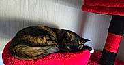 Ember is registered to the contest to win money with this photo: animal, cat, comfortable, cozy, curled_up, feline, fur, home, indoor, nap, paw, pet, quiet, red_cat_tree, relaxed, resting, sleeping, soft_texture, tabby, whiskers