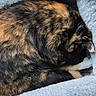 Ember is registered to the contest to win money with this photo: animal, bed, cat, close_up, cozy, curled_up, cute, domestic_cat, ear, fluffy, fur, indoor, paw, pet, relaxation, resting, sleeping, soft, tortoiseshell, whiskers