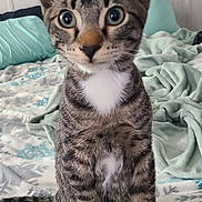 Rocket joined the competition — help win amazing prizes! bed, bedding, blanket, cat, cozy, curious, ears, feline, green_eyes, indoor, kitten, paws, pet, portrait, sitting, tabby, tabby_cat, tail, whiskers, white_chest