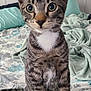 bed, bedding, blanket, cat, cozy, curious, ears, feline, green_eyes, indoor, kitten, paws, pet, portrait, sitting, tabby, tabby_cat, tail, whiskers, white_chest