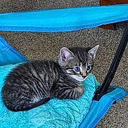 Rocket joined the competition — help win amazing prizes! animal, blue, blue_eyes, carpet, cat, cushion, cute, ears, feline, fur, indoor, kitten, pet, relaxed, resting, small, soft_texture, tabby, whiskers, young_animal