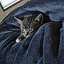 Rocket is registered to the contest to win money with this photo: animal, blanket, cat, comfort, cozy, cute, face, fur, indoor, kitten, light, paw, pet, resting, sleepy, soft, tabby, texture, window, young