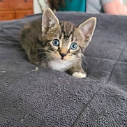 Rocket is registered to the contest to win money with this photo: kitten, tabby, cat, blue_eyes, pet, animal, indoor, blanket, furniture, curious, small, young, cute, lying_down, soft, texture, cozy, domestic, fur, whiskers