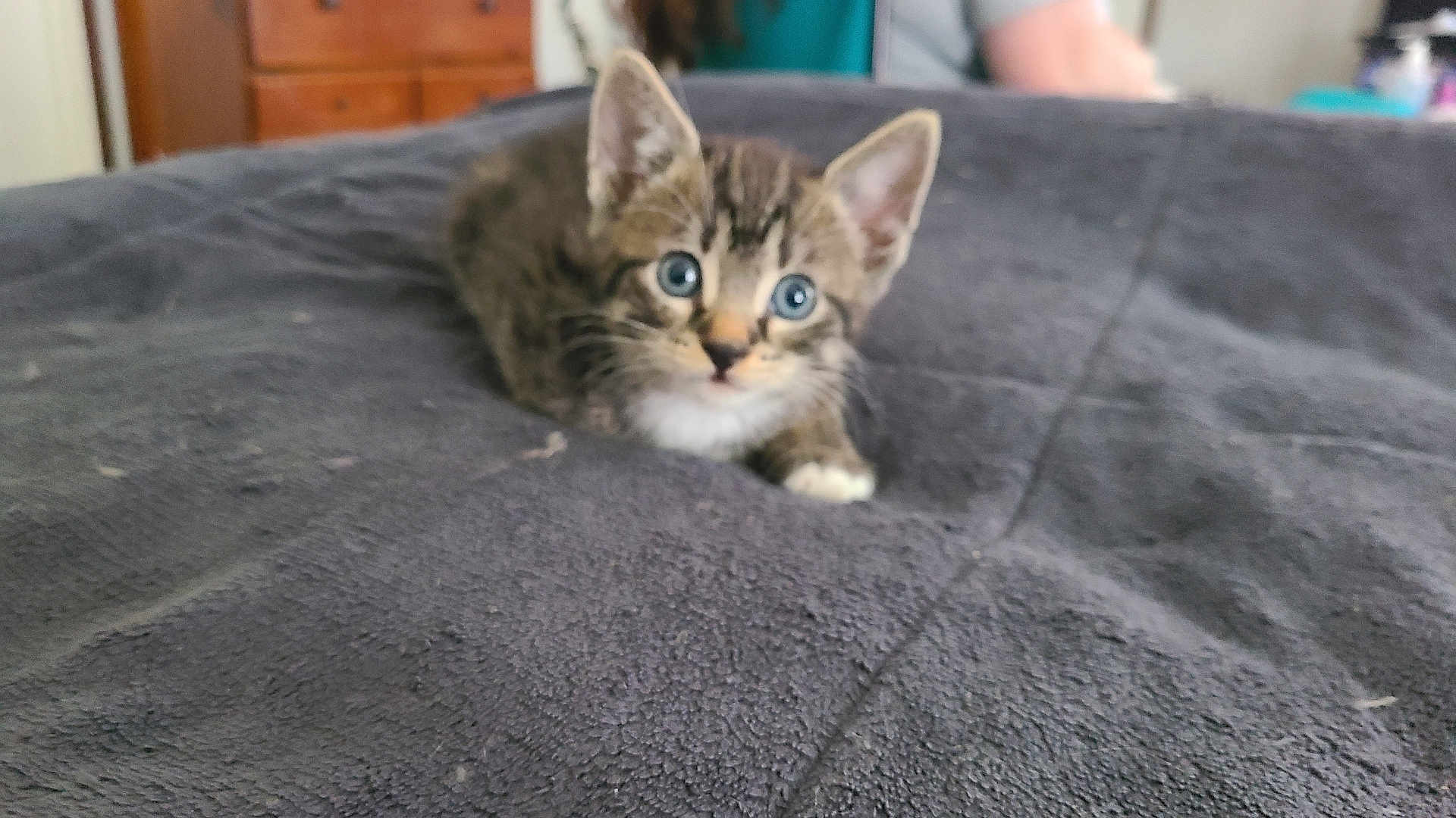 Rocket is registered to the contest to win money with this photo: kitten, tabby, cat, blue_eyes, pet, animal, indoor, blanket, furniture, curious, small, young, cute, lying_down, soft, texture, cozy, domestic, fur, whiskers